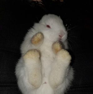 Meet your Posher, Alexis